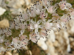 Orostachys thyrsiflora