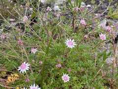 Actinotus forsythii