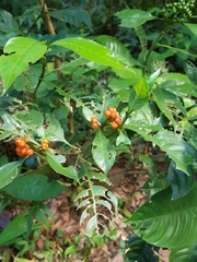 Palicourea racemosa