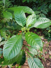 Palicourea racemosa