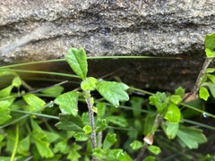 Xanthosia tridentata