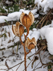 Cardiocrinum cordatum