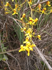 Cyrtochilum densiflorum