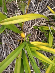 Cyrtochilum densiflorum