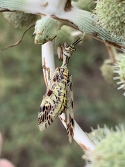 Paramantispa decorata