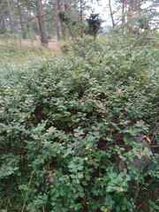 Cotoneaster scandinavicus