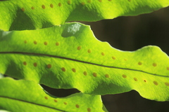 Serpocaulon levigatum