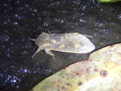 Oncopera alboguttata