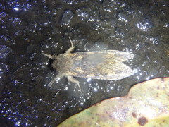 Oncopera alboguttata