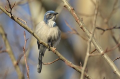 Aphelocoma californica
