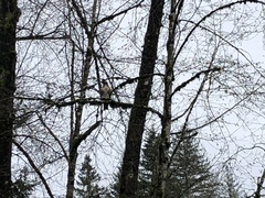 Buteo jamaicensis