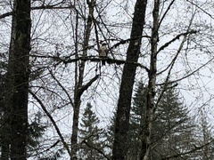Buteo jamaicensis