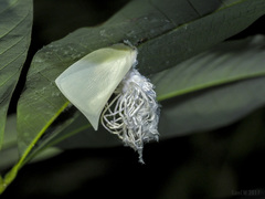 Colobesthes falcata