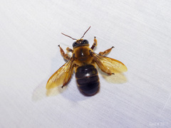 Xylocopa myops