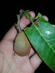 Virola allenii