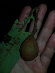 Virola allenii