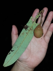 Virola allenii