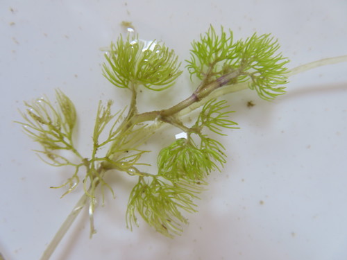 Pond Water-crowfoot