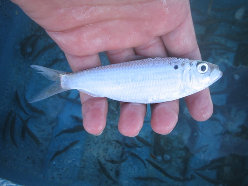 Flatiron herring (Harengula thrissina) — Clupeidae — 3