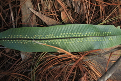 Serpocaulon levigatum image