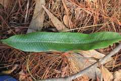 Serpocaulon levigatum