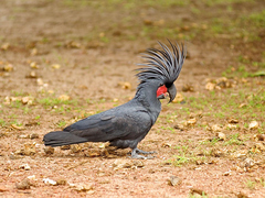 Palm Cockatoo photo 3