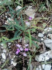 Desmodium psilophyllum