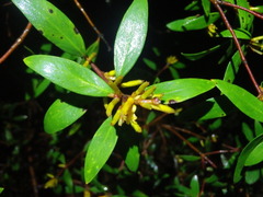 Persoonia rufa