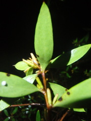 Persoonia rufa