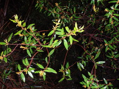 Persoonia rufa
