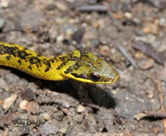 Erythrolamprus melanotus