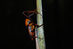 Cyrtotrachelus