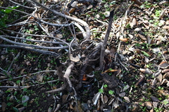 Toxicodendron diversilobum