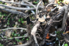 Toxicodendron diversilobum