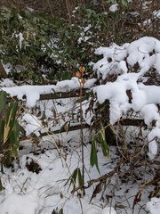 Cardiocrinum cordatum