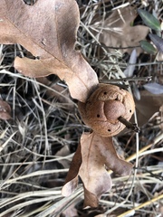 Disholcaspis spongiosa