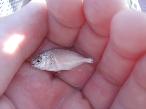Florida Pompano
