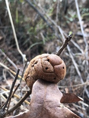 Disholcaspis spongiosa