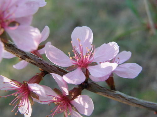 Dwarf Russian Almond