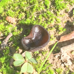 Plicaria endocarpoides