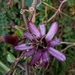 Passiflora andreana - Photo (c) Yohana Imbacuán, alguns direitos reservados (CC BY-NC), uploaded by Yohana Imbacuán