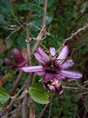 Passiflora andreana