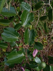Passiflora andreana