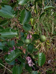 Passiflora andreana