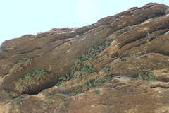 Pellaea glabella