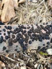 Annulohypoxylon annulatum