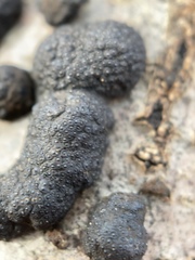 Annulohypoxylon annulatum