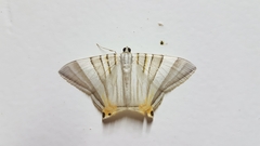 Phrygionis platinata