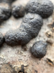 Annulohypoxylon annulatum