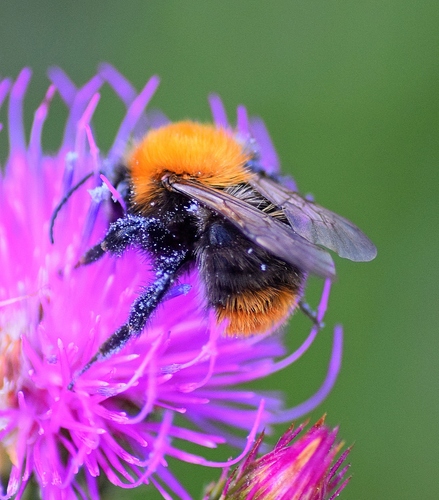Foto von Ackerhummel